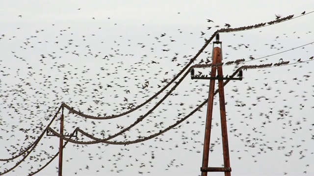 椋鸟，普通Sturnus vulgaris，坐在电线上视频素材