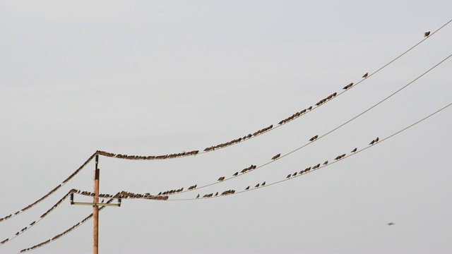 椋鸟，普通Sturnus vulgaris，坐在电线上视频素材