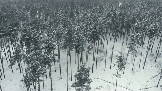 鸟瞰图冬季森林在雾天，无人机飞行在树上，美丽的雪天自然景观全景视频素材