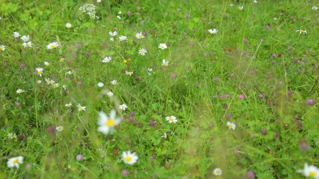 草地上长着野花和草视频素材