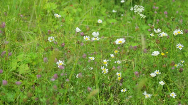 草地上长着野花和草视频素材