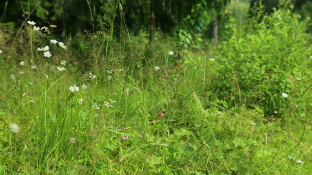 草地上长着野花和草视频素材