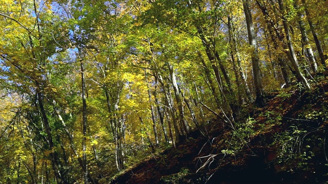 秋天山毛榉森林视频素材