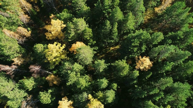 从秋天森林的高处俯瞰全景。视频素材