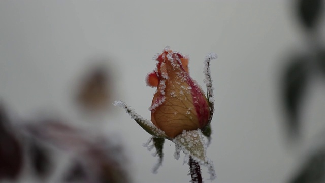 一朵玫瑰的图像，一朵花上的冰晶，色调，模糊。抽象背景，软焦点视频下载