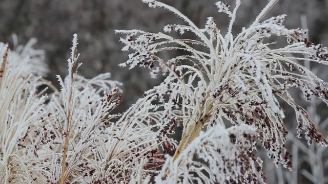 玉米秸秆覆盖着白霜，白雪，初冬。选择聚焦,特写。视频下载