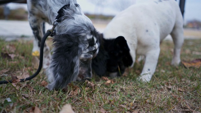 英国赛特犬和法国斗牛犬一起嗅视频素材