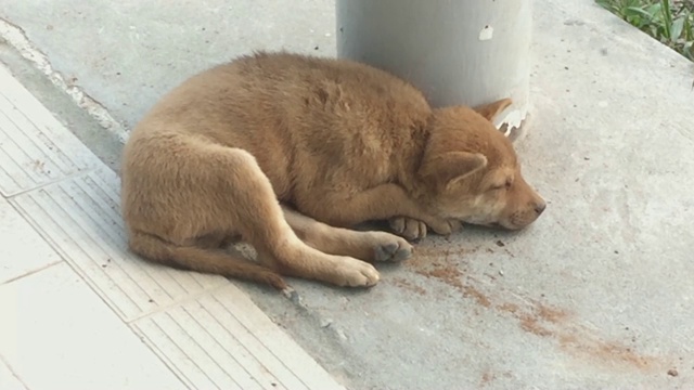 棕色流浪杂种小狗睡在水泥地板上视频素材