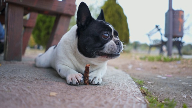 一只法国斗牛犬嚼着一根牙棒视频素材