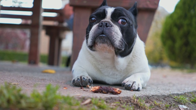 法国斗牛犬的肖像视频素材