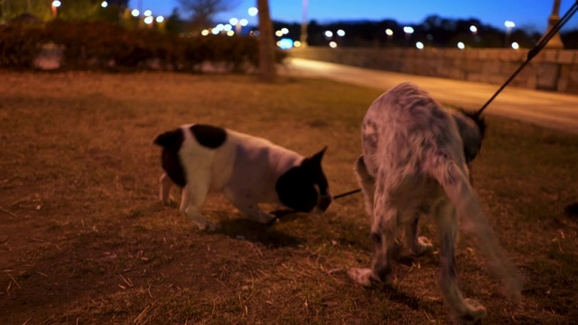 英国赛特犬和法国斗牛犬享受他们的玩耍时间视频素材