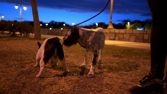 黄昏时分，一只英国猎犬和一只法国猎犬在公园里玩耍视频素材