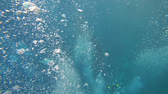 在马尔代夫，水肺潜水员正在追逐大型鲸鲨视频素材