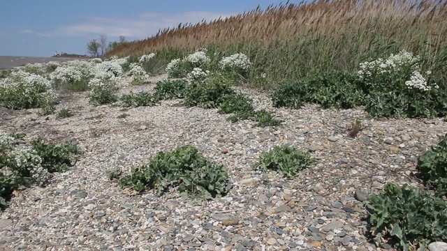 波涛汹涌的大海和多岩石的海岸视频素材