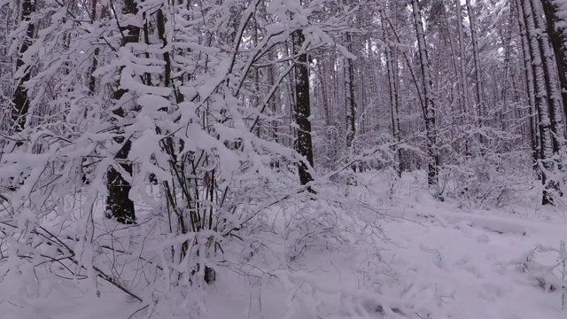 白雪覆盖的灌木，森林里美丽的冬天视频素材