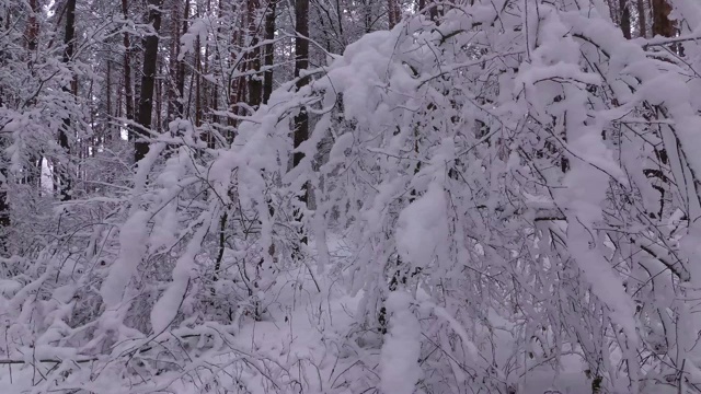 白雪覆盖的灌木，森林里美丽的冬天视频素材