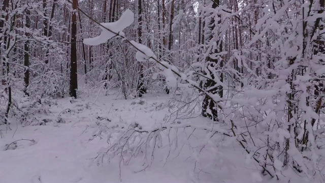 茂密的冬季森林，灌木覆盖着雪视频素材