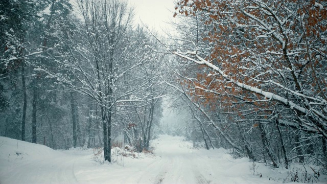 雪路在冬天的风雪中，小路上的树木被冻住了视频素材