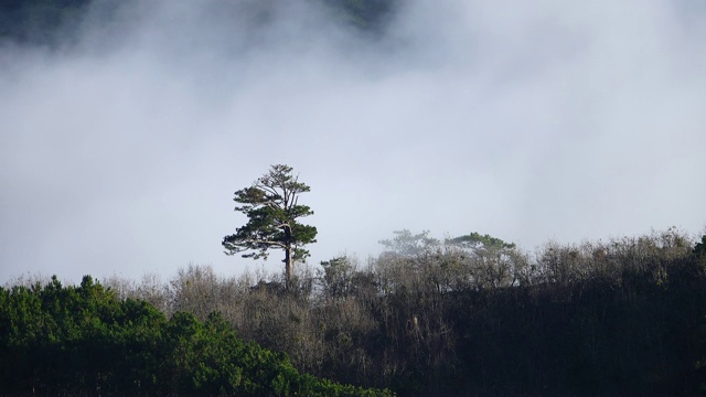 云在寂寞的树上流动视频素材