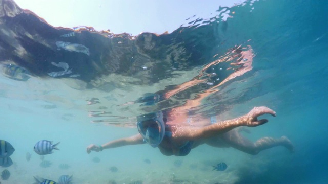 埃及红海，妇女浮潜与珊瑚鱼视频素材