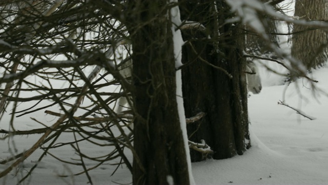 雪林里的开司米山羊视频素材