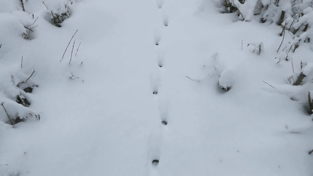 雪地上有兔子的脚印，视频素材