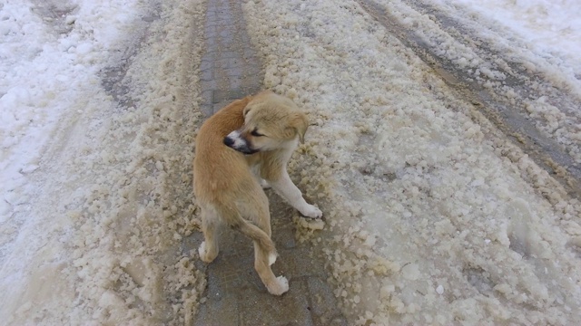 一只可爱的小狗在雪地上旅行，视频素材