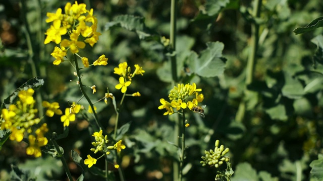 蜜蜂从花上收集花粉。视频素材