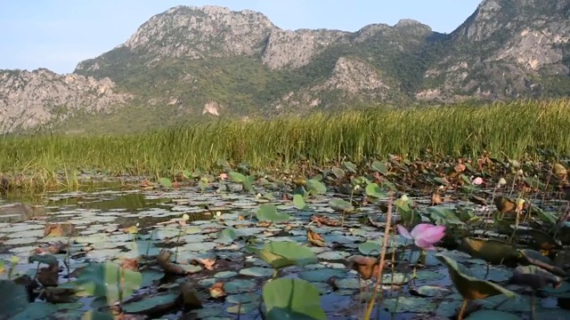 莲花在湖中开花视频素材