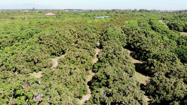 龙眼田鸟瞰图视频素材