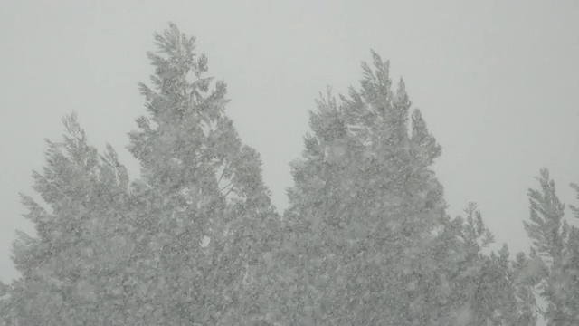 冬天的雪花视频素材