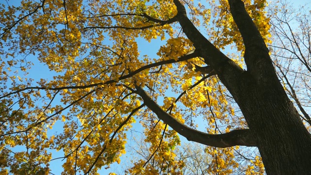 观赏树顶与明亮的颜色的叶子和明亮的天空在背景。微风摇动着树枝，树叶五颜六色。树叶慢慢地落在地上。秋天的阳光明媚的一天。慢动作视频素材