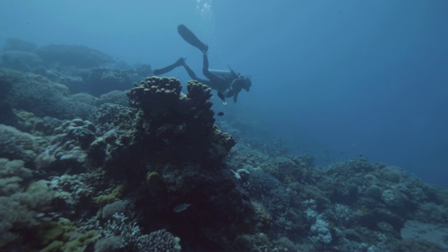 戴水肺的潜水员漂浮在蓝色海洋附近的珊瑚礁和鱼。海中潜水视频素材