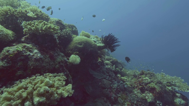 水下观看海藻在珊瑚礁和鱼游泳在蓝色的海水视频素材