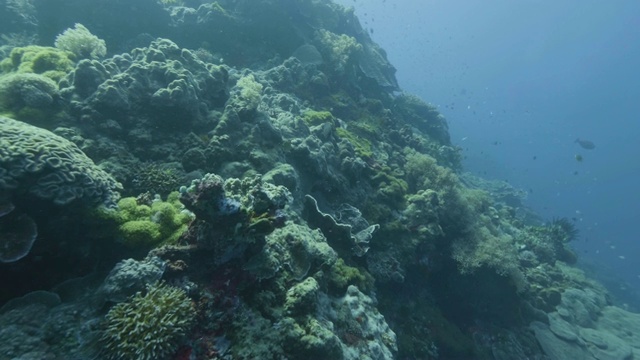 从珊瑚礁和游泳鱼的角度看海洋潜水。在海里潜水视频素材