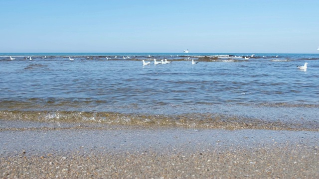 美丽的海景，海浪，沙滩和游泳的海鸥。视频素材