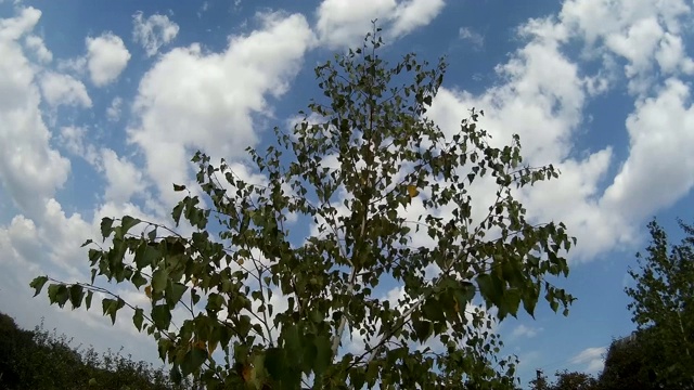 年轻的白桦树的背景，波迪利亚的田野，赫梅利茨基，乌克兰视频素材