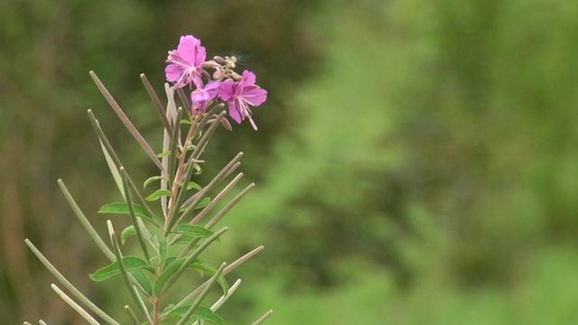 伊凡茶窄叶，或塞浦路斯窄叶，或科波斯基茶(Chamaenerion angustifolium, Epilobium angustifolium)。艳阳高照，花儿红。视频素材