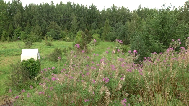 白蔷薇(沙枣)，亦为沙枣Epilobium angustifolium。这种植物的杂草叶子可以经过发酵，很像真正的茶-科波利茶，俄罗斯茶或伊万柴。视频素材