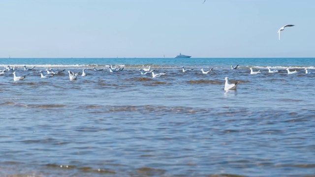 美丽的海景，海浪，沙滩和游泳的海鸥。视频素材