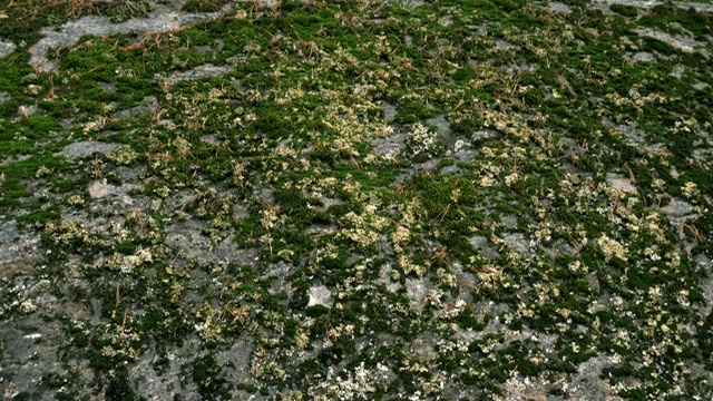 青苔与草紧密结合，青苔自然生长在石头岩石上视频素材