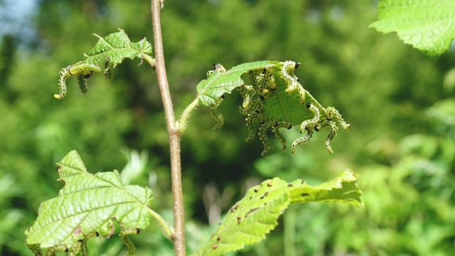 对园林树木有害的毛虫蝴蝶幼虫视频素材