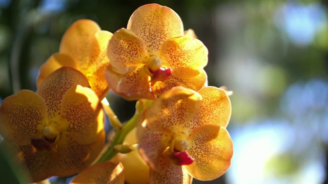 兰花是泰国美丽的花视频素材