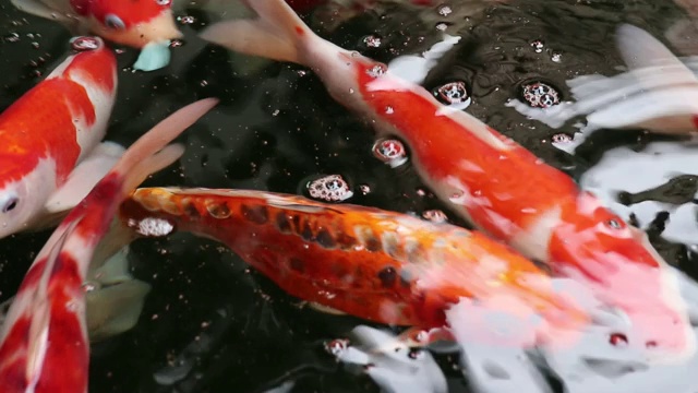 品种锦鲤鱼游在颗粒漂浮的绿色水视频素材