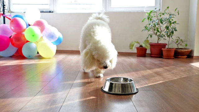 狗吃食物视频素材