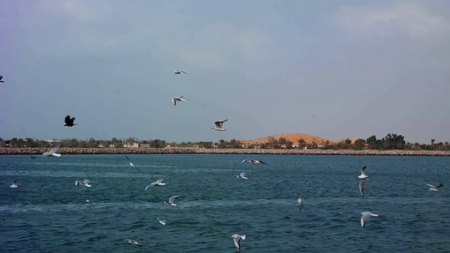 美丽的海鸥飞过海滩视频素材