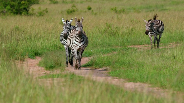 Burchell's Zebra Running On Track，马赛马拉，肯尼亚，非洲视频素材