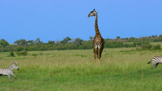 Burchell's Zebra Running &马赛长颈鹿，马赛马拉，肯尼亚，非洲视频素材