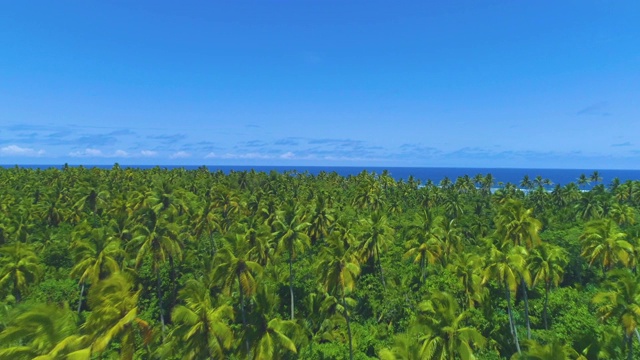 航拍:飞过未被破坏的热带岛屿，岛上覆盖着生机勃勃的绿色棕榈树。视频素材