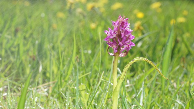 紫色的花在雨中绽放。早期marsh-orchid盛开。在狂风暴雨中绽放。Dactylorhiza incarnata。视频下载